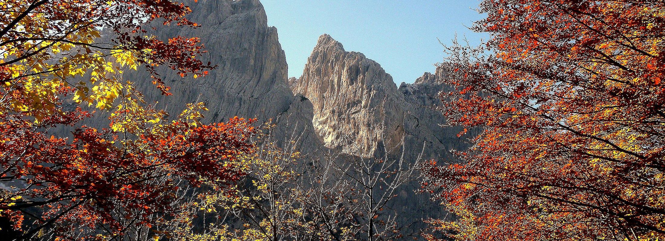 East Tyrolean trees in autumn