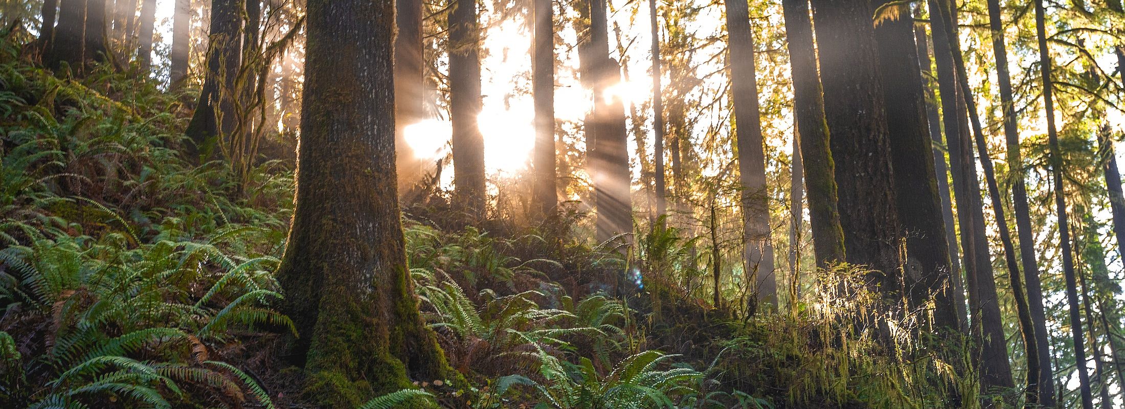 East Tyrolean forest in sping